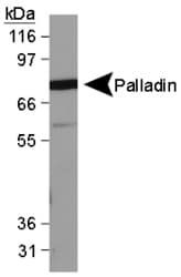 PALLD / Palladin Antibody (clone 1E6, DY488)