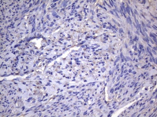 AKIP1 / BCA3 Antibody (clone OTI2E4)