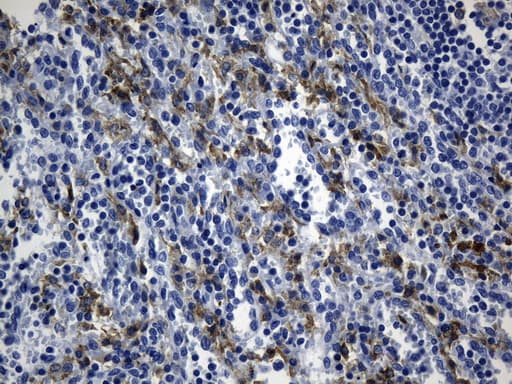 MSR1 / CD204 Antibody (aa197-451, clone UMAB247, Carrier-free)
