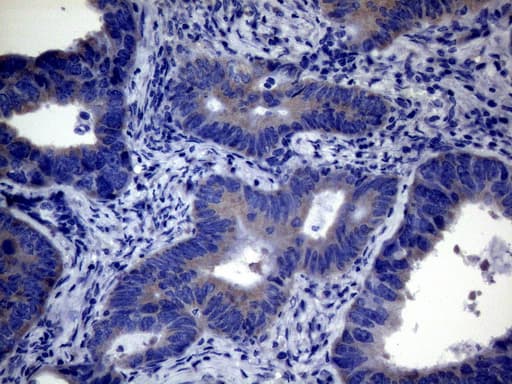 CEP63 Antibody (clone OTI2F2)