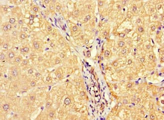 MCA32 Antibody