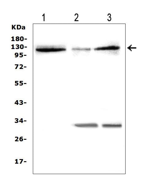 Polyclonal Rabbit anti-Human HIF2A / EPAS1 Antibody (aa282-301, WB)