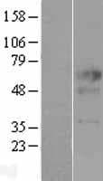 CD275 / B7-H2 / ICOS Ligand Protein (Over-Expression Lysate Myc-DDK (Flag))