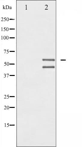 MAPK8 / JNK1 Antibody (phospho-Thr183,pTyr185)