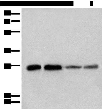 CHCHD3 Antibody