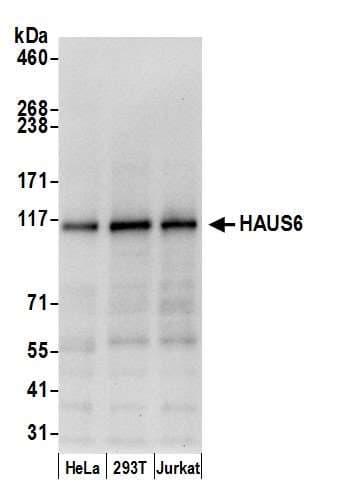 HAUS6 / FAM29A Antibody (aa475-525)