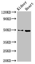 MYC / c-Myc Antibody