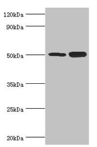 EED Antibody (aa1-300)