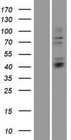 HS3ST3B1 Protein (Over-Expression Lysate Myc-DDK (Flag))