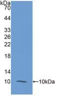 S100A12 Antibody (Cy3)