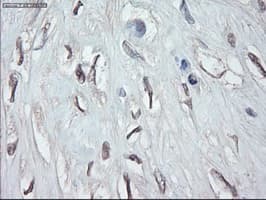Monoclonal Mouse anti-Human GATA4 Antibody (clone OTI9F9, IHC, IF, WB)