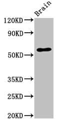 SLC32A1 / VGAT Antibody