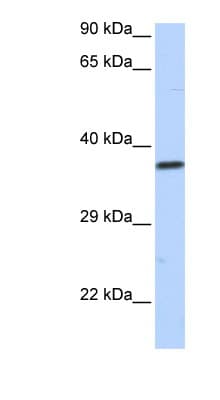 SCML1 Antibody (aa36-85)