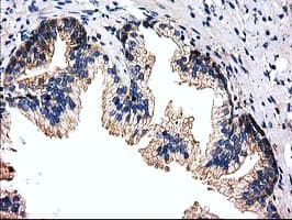 FAM40A Antibody (clone OTI7G7)