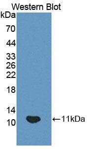 HOPX / HOP Antibody (aa11-73)