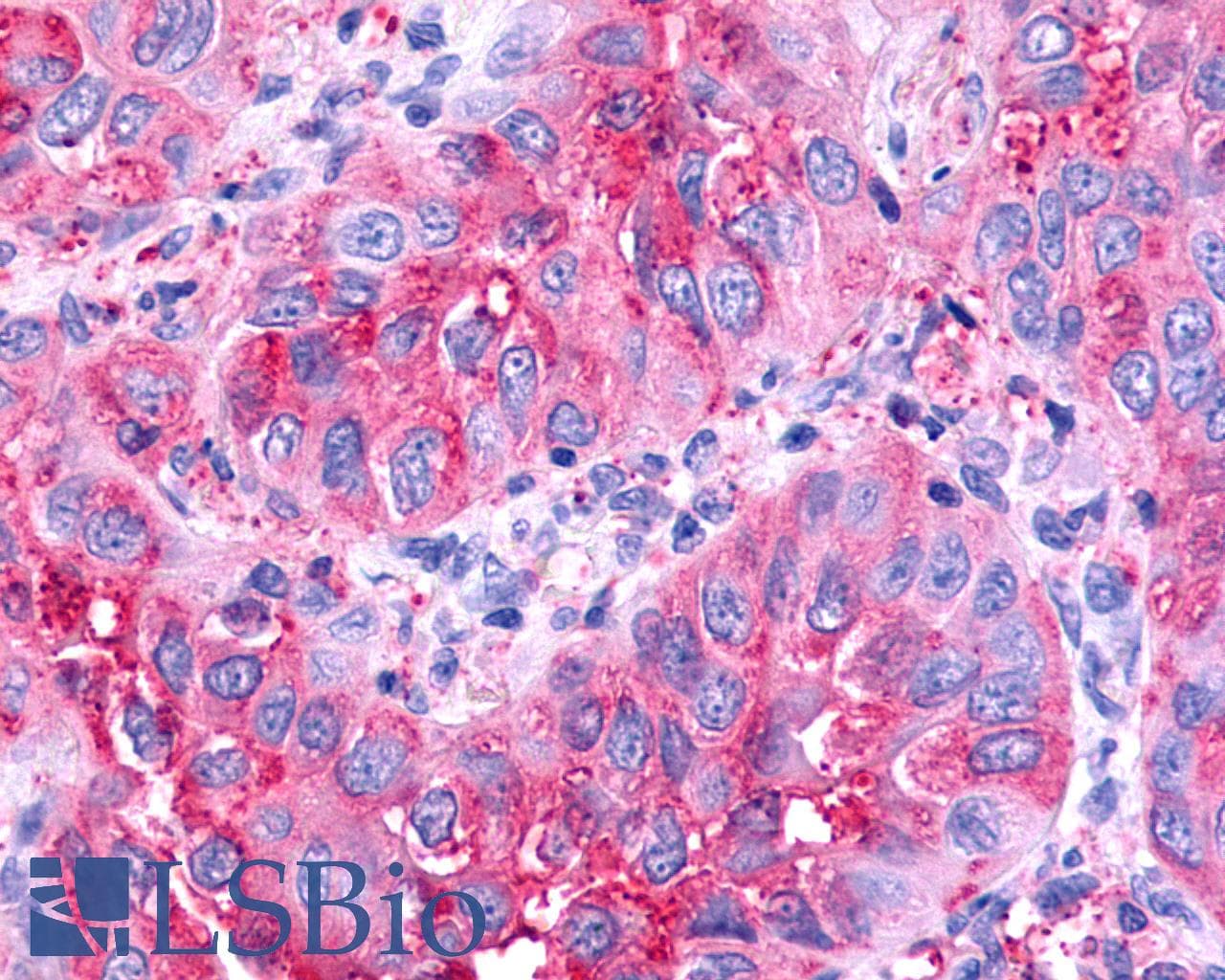 PathPlus™ CELSR1 Antibody (N-Terminus)