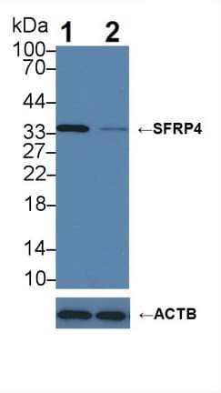 SFRP4 Antibody (aa265-346, clone C1)
