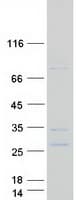 Human BPIFA3 / SPLUNC3 Protein (Recombinant Myc-DDK (Flag))