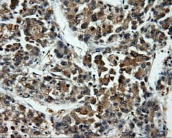 MCL1 / MCL 1 Antibody (clone OTI3B4)