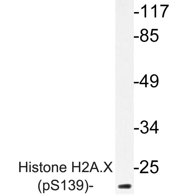 H2AFX / H2AX Antibody (phospho-Ser139)