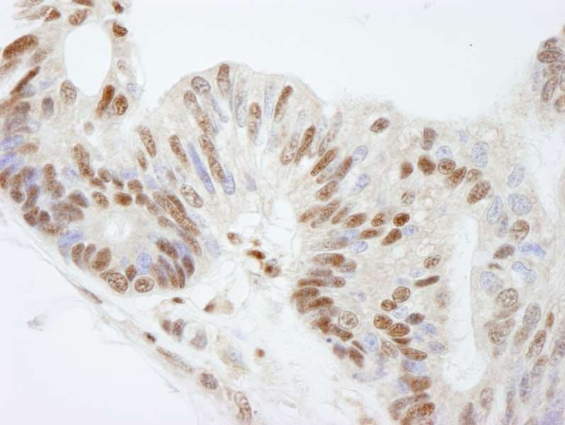 FKBP5 / FKBP51 Antibody (aa407-457)