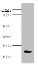 GFER Antibody (aa81-205)
