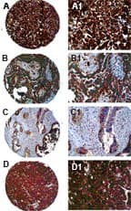 FAP-1 / PTPN13 Antibody (aa1279-1883)