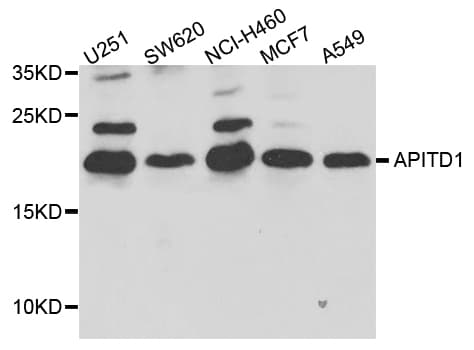 APITD1 Antibody (AP)