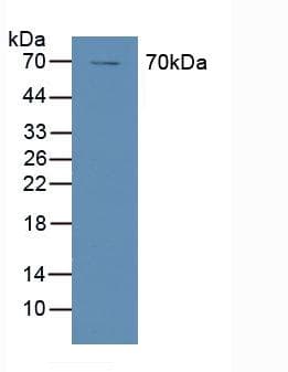 PTGS1 / COX-1 Antibody (aa367-599)
