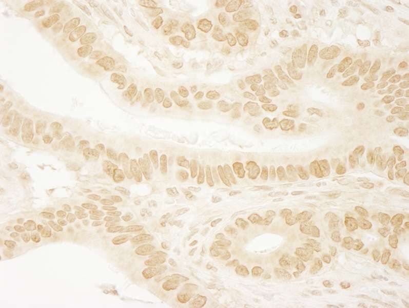 LEO1 Antibody (aa550-600)
