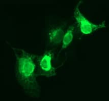 CD163 Antibody (clone OTI3C1)