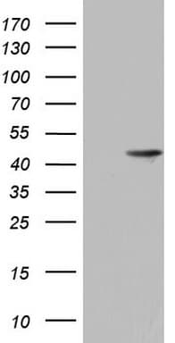 H2AFY2 Antibody (aa2-261, clone OTI1H1, Carrier-free)