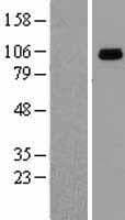 HSP90B1 / GP96 / GRP94 Protein (Over-Expression Lysate Myc-DDK (Flag))