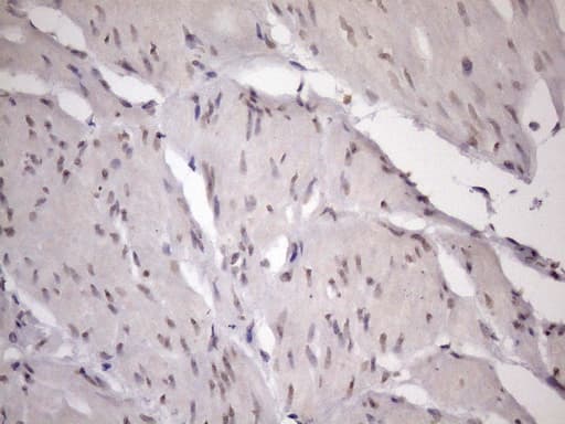 ZC3H8 Antibody (clone OTI4H5, Carrier-free)