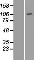 BEND2 Protein (Over-Expression Lysate Myc-DDK (Flag))
