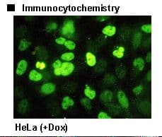 HES1 / HES-1 Antibody (clone NM1)