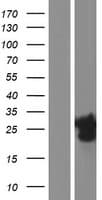 SBSN Protein (Over-Expression Lysate Myc-DDK (Flag))