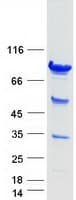 Human ARID3A / DRIL1 Protein (Recombinant Myc-DDK (Flag))