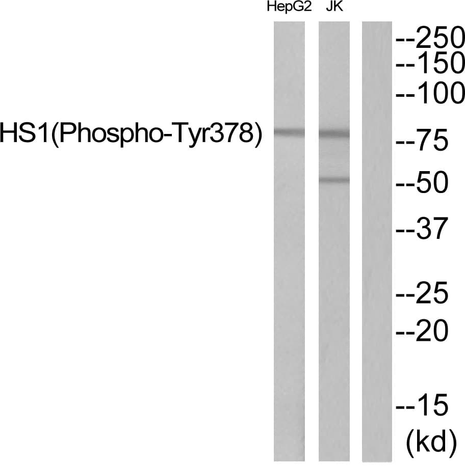 HCLS1 Antibody (phospho-Tyr378)