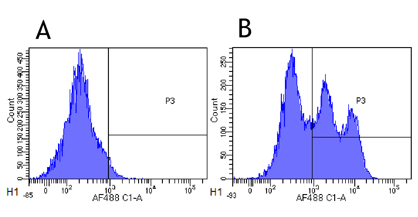 CD52 Antibody (CD52, clone Campath-1H)