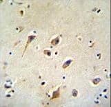 GOT1L1 Antibody (aa346-375)