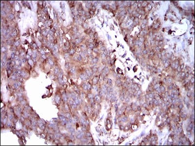 STAT5A Antibody (clone 6D4)