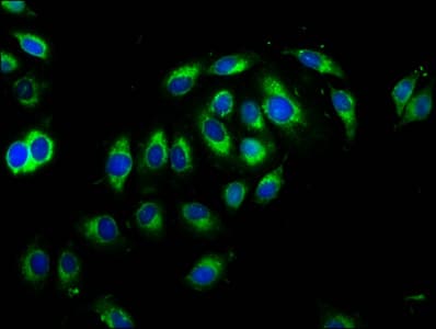 CNTN1 / gp135 / Contactin 1 Antibody
