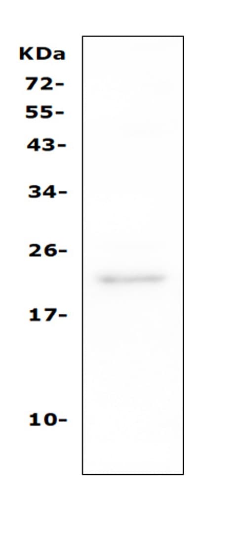 CD81 Antibody