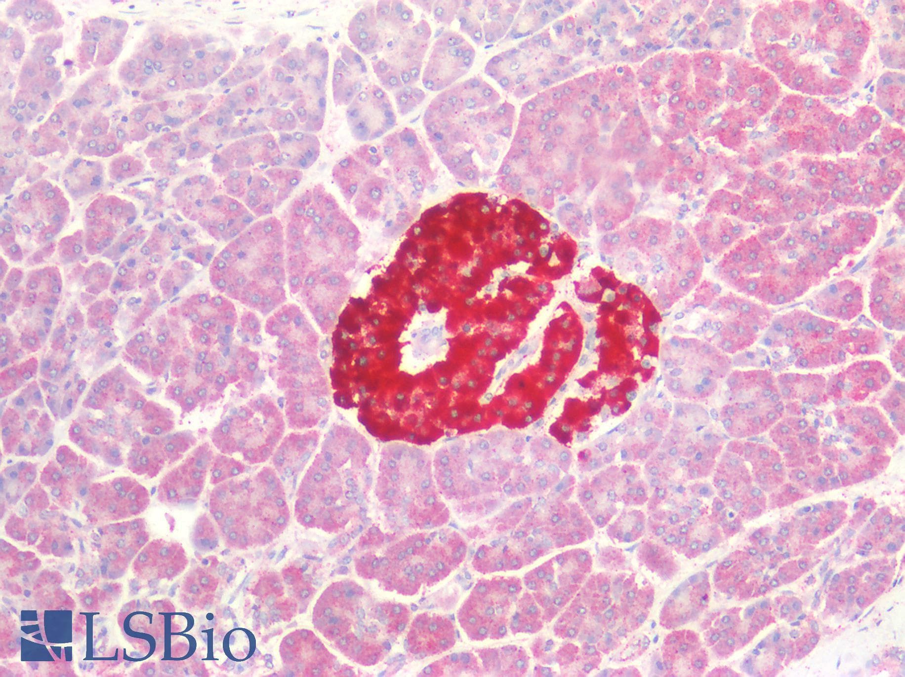 IHC-plus™ CHRNA7 Antibody