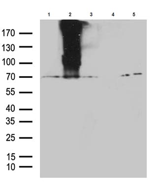 GPR83 Antibody (clone OTI13B6)