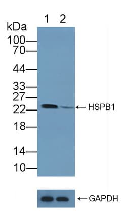 Polyclonal Rabbit anti-Human HSPB1 / HSP27 Antibody (aa2-205, WB)