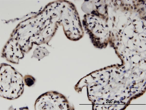 Monoclonal Mouse anti-Human HIST2H2BE Antibody (clone 4G6, IHC)