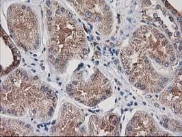 Monoclonal Mouse anti-Human ARFGAP1 Antibody (clone OTI1F6, IHC, IF, WB)