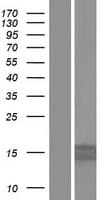 MRPS11 Protein (Over-Expression Lysate Myc-DDK (Flag))